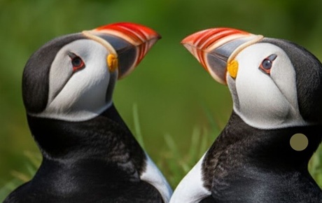 Iceland’s Wildlife: Where to Find Puffins & Whales in 2026