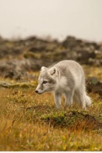 A rare sighting of an Arctic fox in its summer coat in the remote Hornstrandir Nature Reserve, Westfjords.
