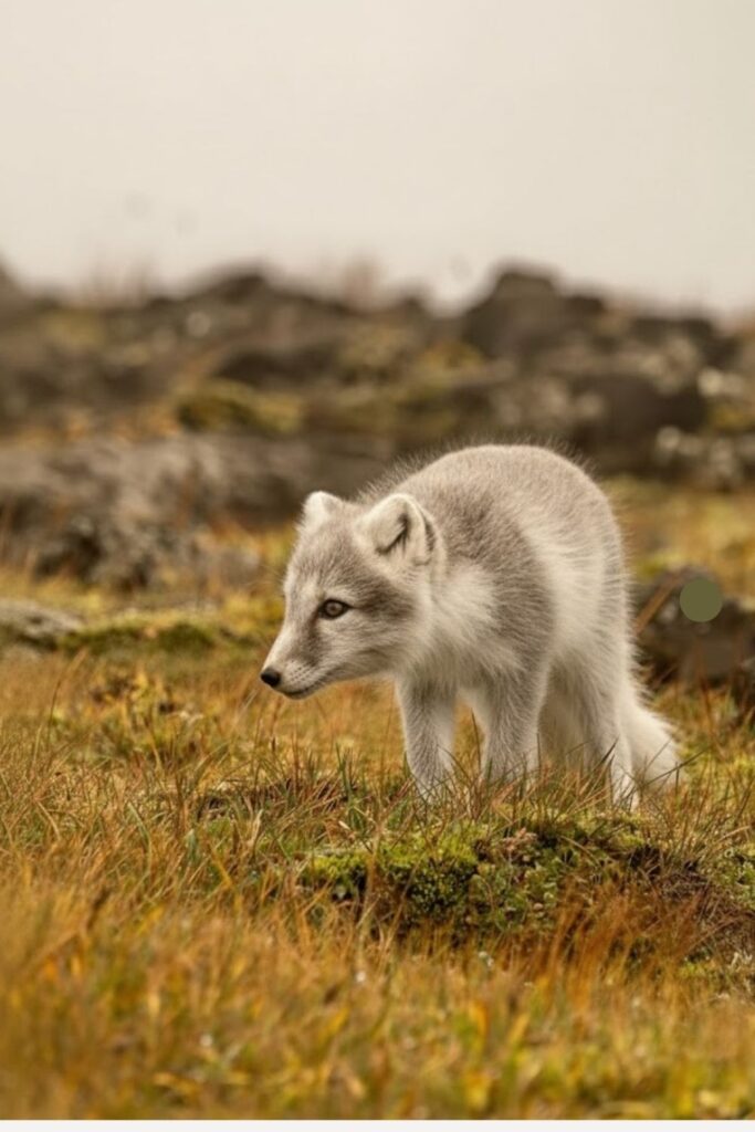 A rare sighting of an Arctic fox in its summer coat in the remote Hornstrandir Nature Reserve, Westfjords.