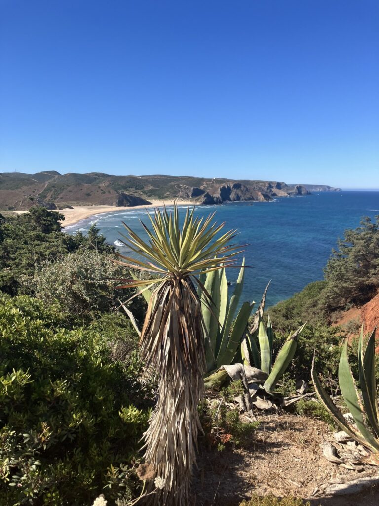 Agave plant above a sandy bay and red cliffs on the Fishermen’s Trail in Portugal, with no shade anywhere along the coast