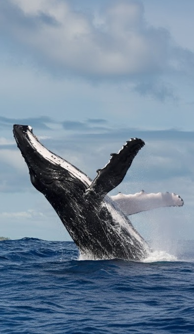 Humpback whale breaching off Húsavík in north Iceland